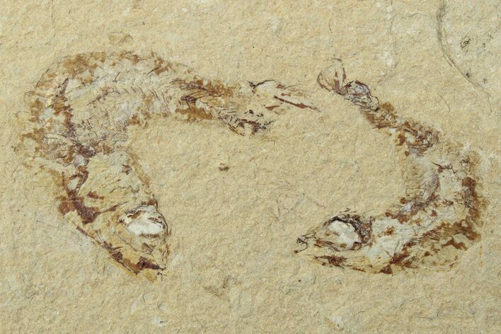 Two Cretaceous Fossil Fish - Lebanon #238369
